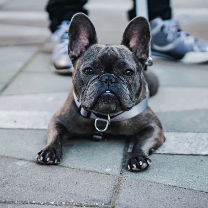 dog harness