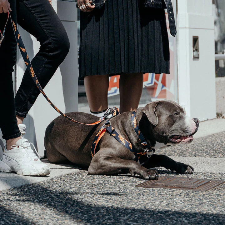 Found brooklyn leash sale