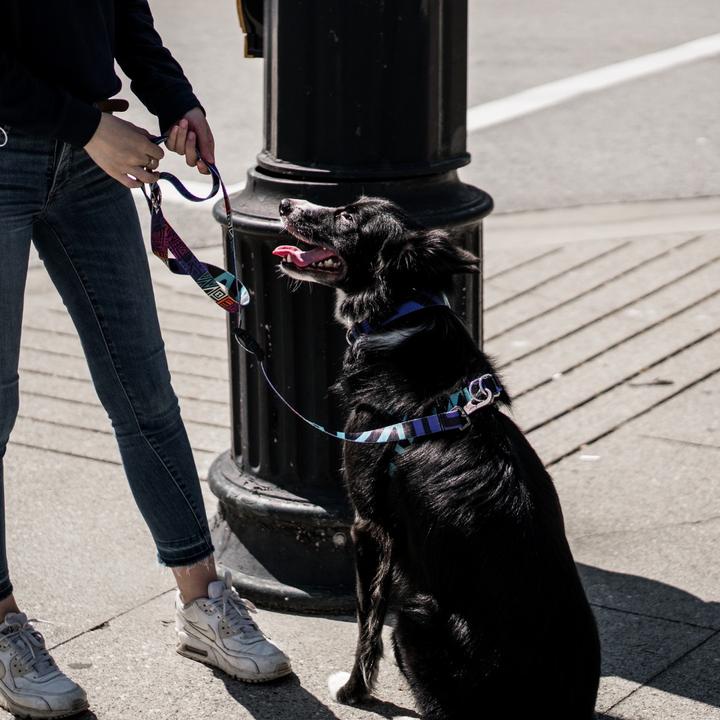 dog leash, harness