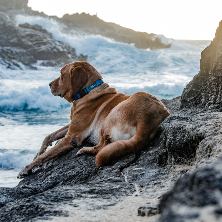 waterproof collar