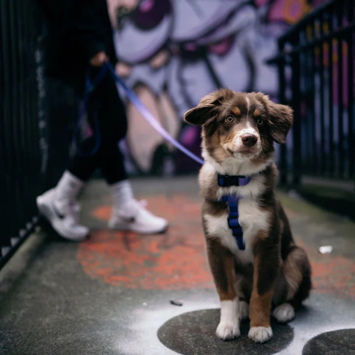 waterproof leash