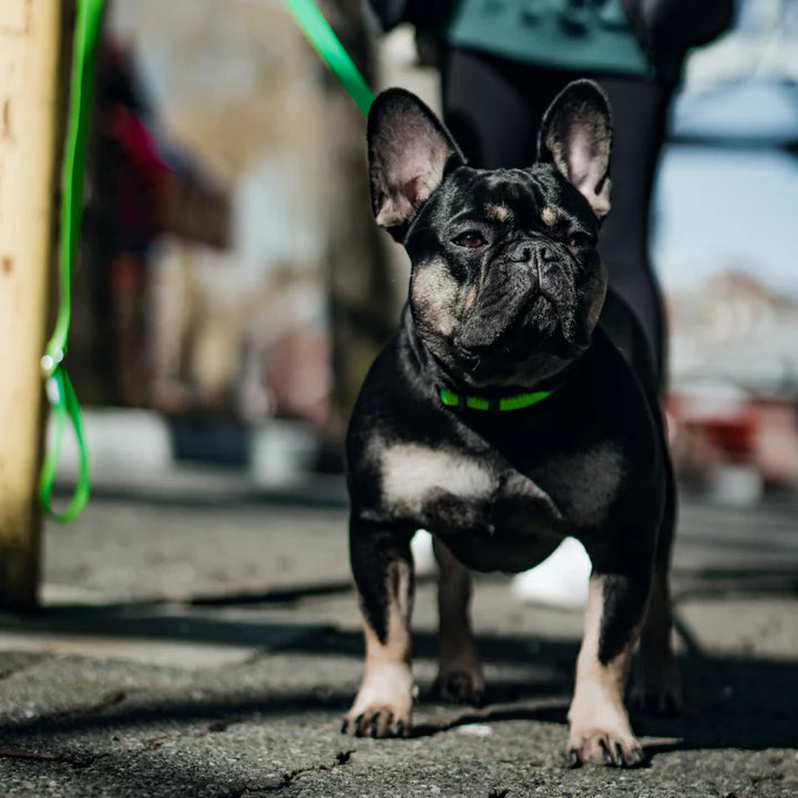 Kiwi Leash