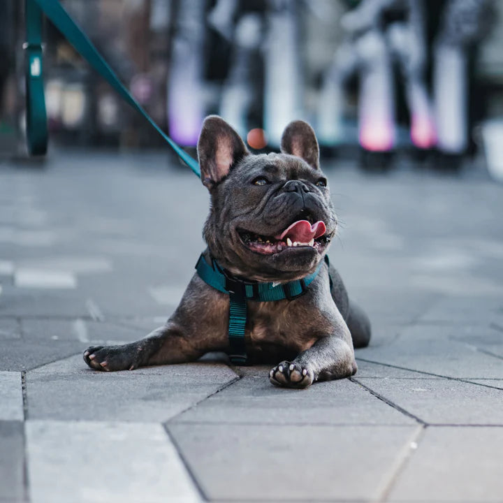 Dog Harness