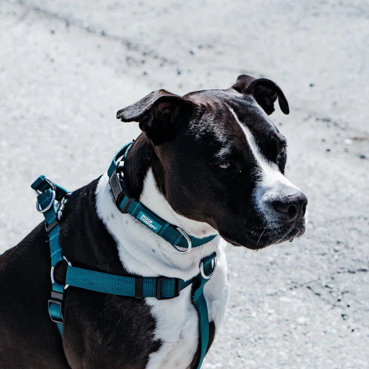 Dog Harness