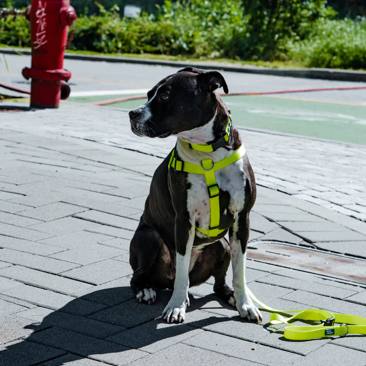 Dog Lemon Leash