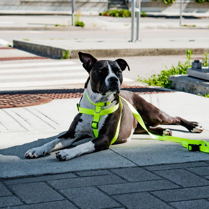 dog harness and leash