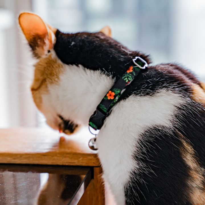 Cat Collar