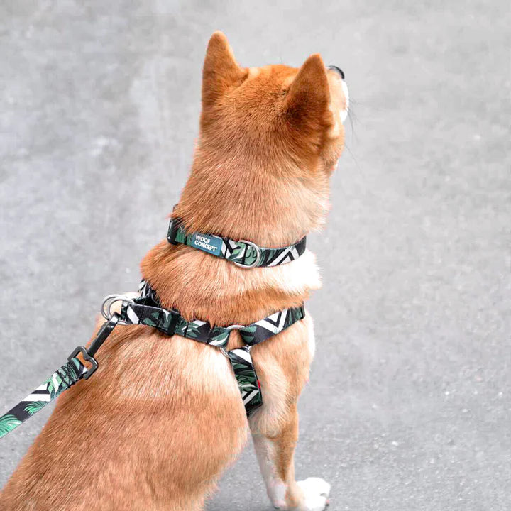 Dog Collar and Harness