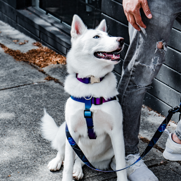 Dog Harness