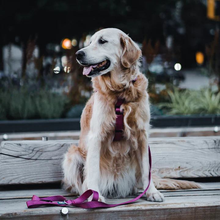 RASPBERRY - Dog Leash