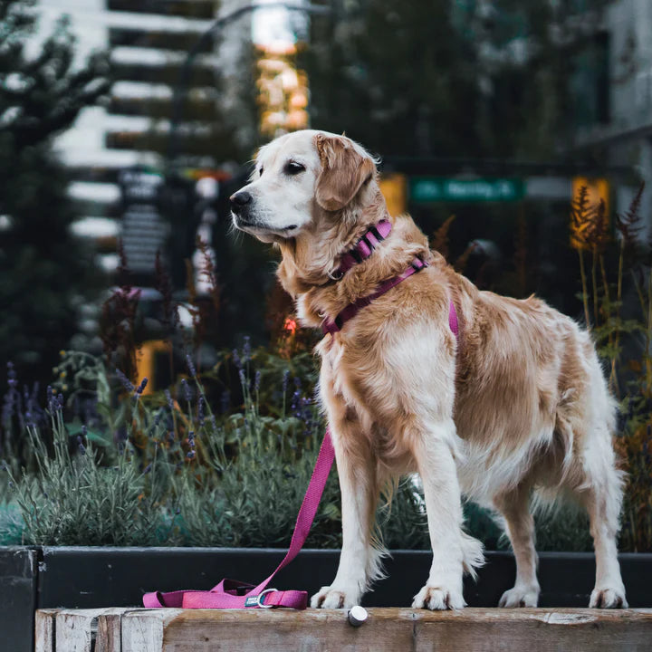 Dog Leash and Harness