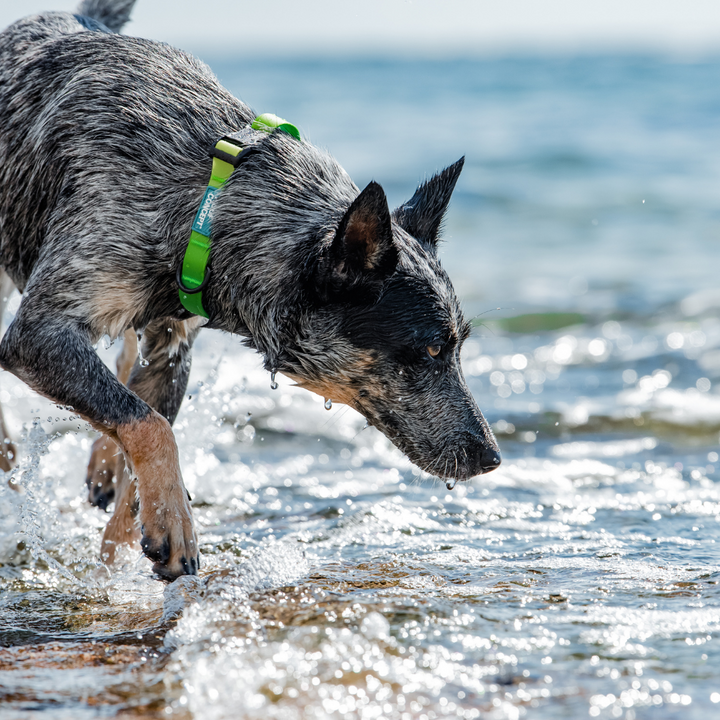 Waterproof Dog Collar