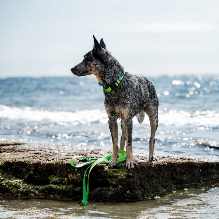 Waterproof Dog Collar