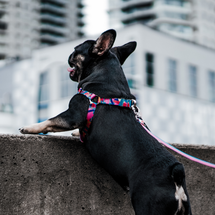 ULTRA - Dog Collar