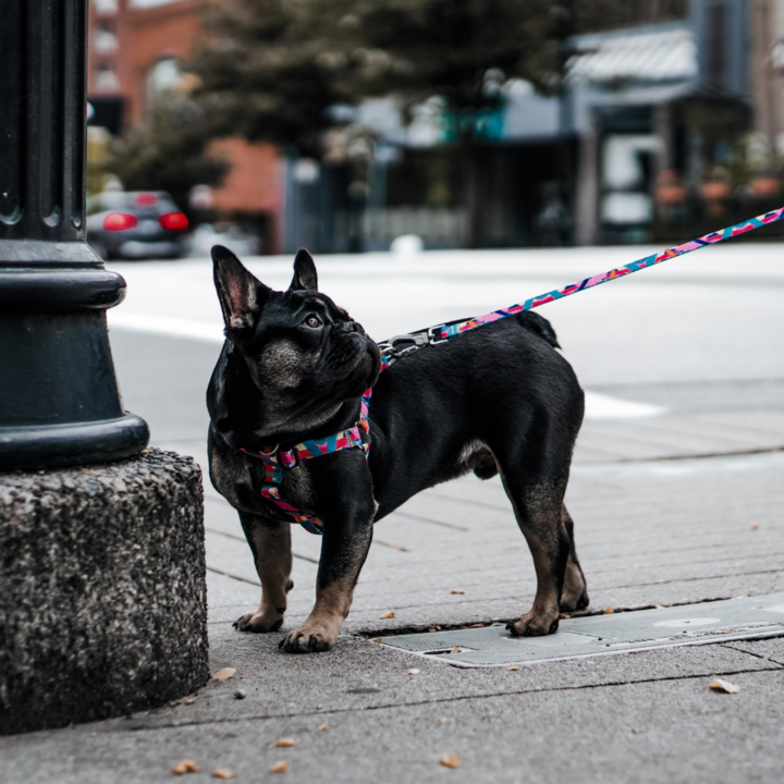 ULTRA - Dog Leash