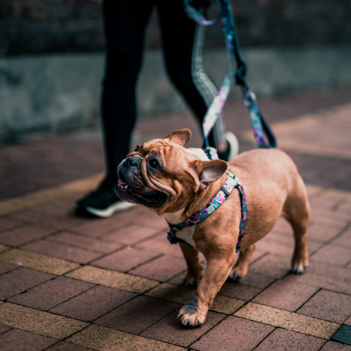 VENICE - Dog Collar