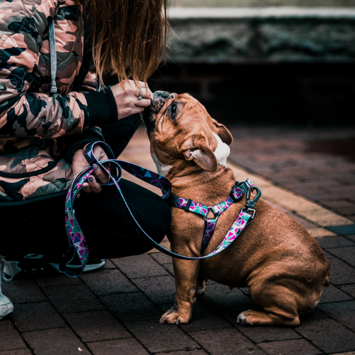 VENICE - Dog Collar