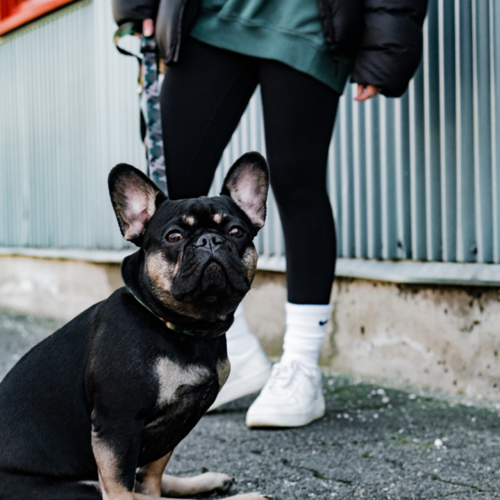 WOODLAND - Dog Collar