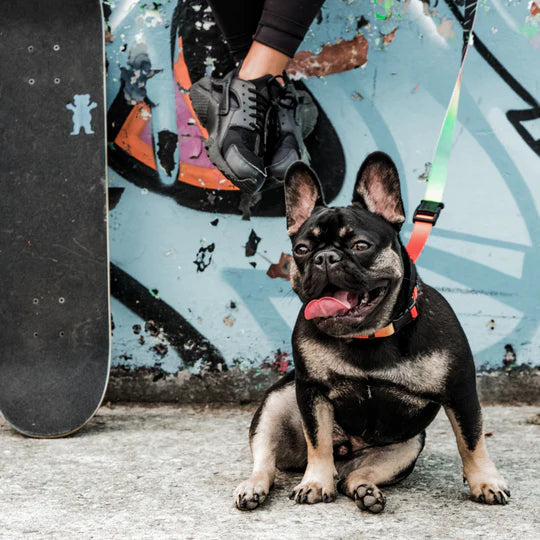 dog leash, harness