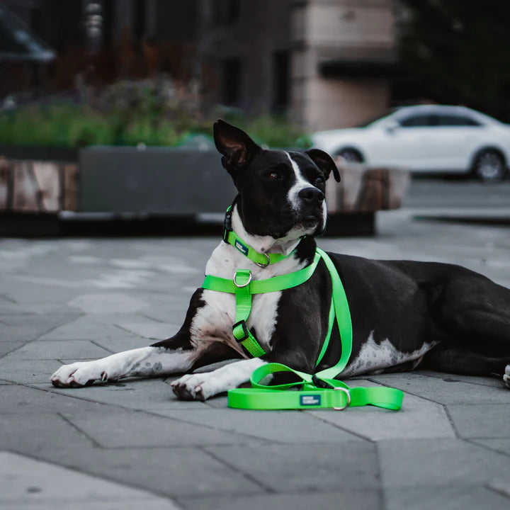 Kiwi Leash, Harness, Collar