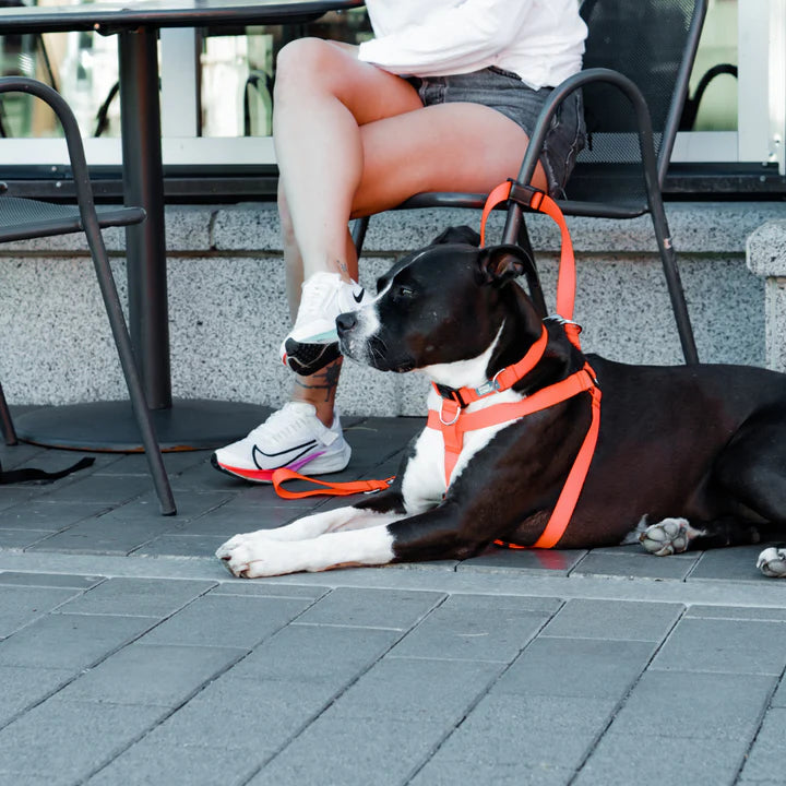 Dog Collar and Harness