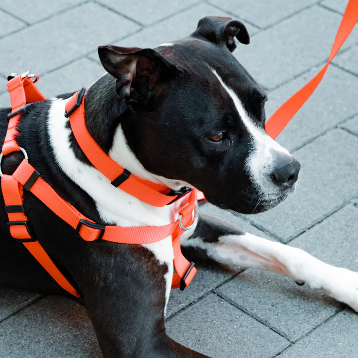 Dog Collar and Harness